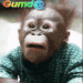 Gumda