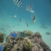 Happy_Diver