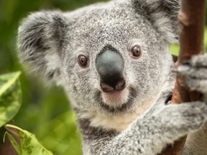 Výsledky fotbalového eura má letos předpovídat koala z Lipska
